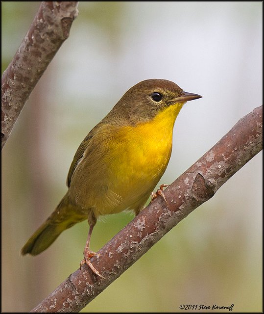 _1SB0549 common yellowthroat 1st year male.jpg